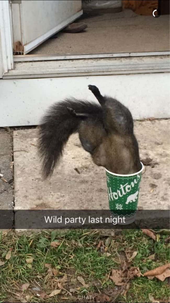 squirrel_in_a_cup