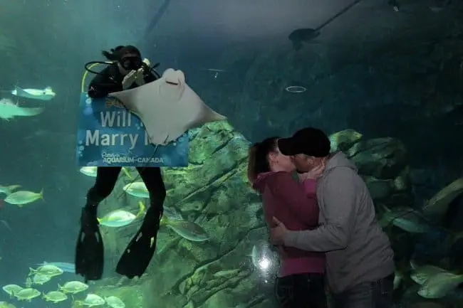 stingray-participates-in-a-wedding-proposal-funniest-photobombs