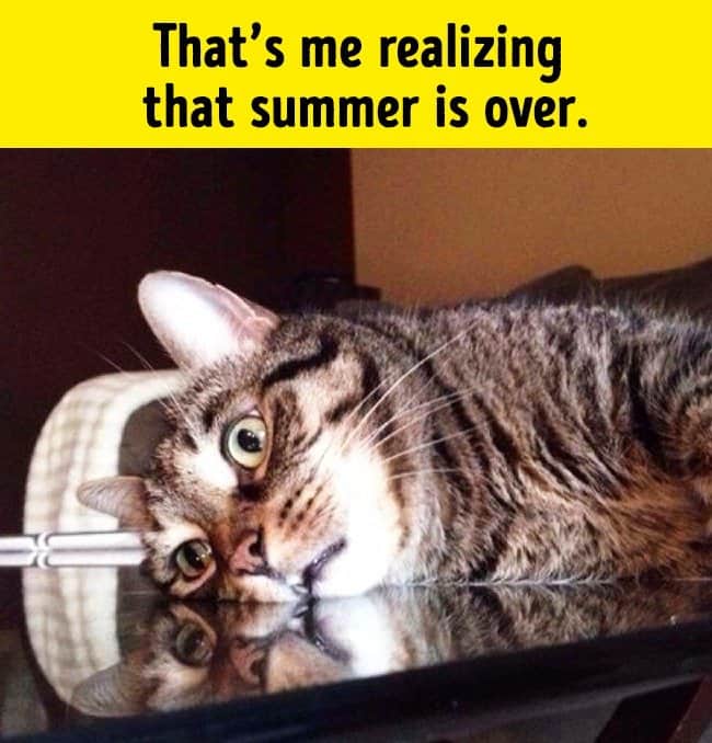 summer_is_over_funny_animal_photos