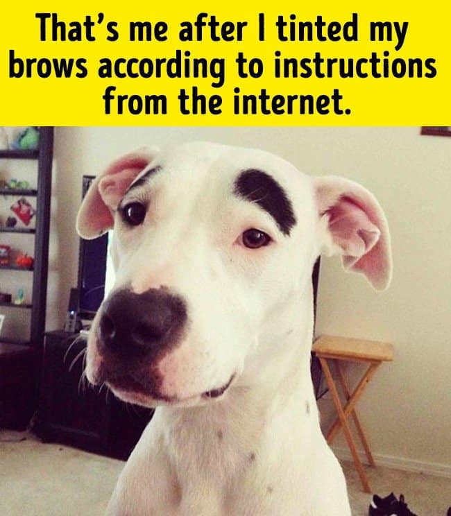 tinted_brows_after_makeup_tutorial_funny_animal_photos