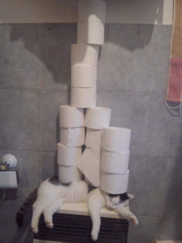 toilet-paper-on-a-shelf