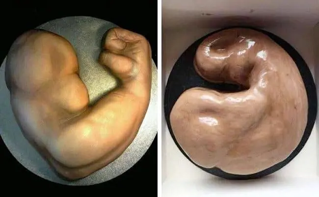 arm-muscle-cake