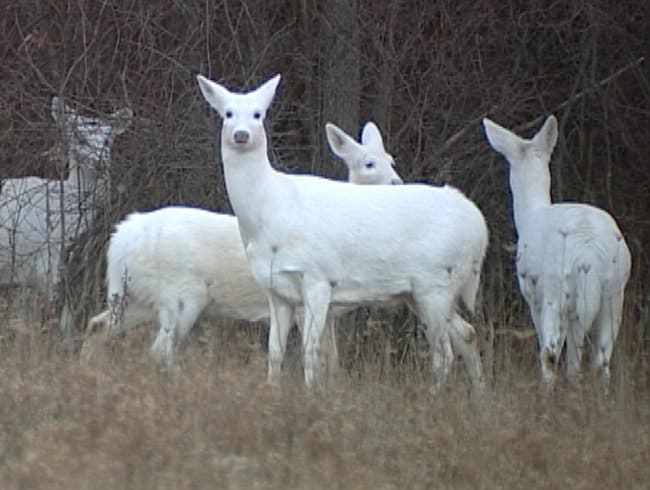 albino-deer-rare-photo-extraordinary-things