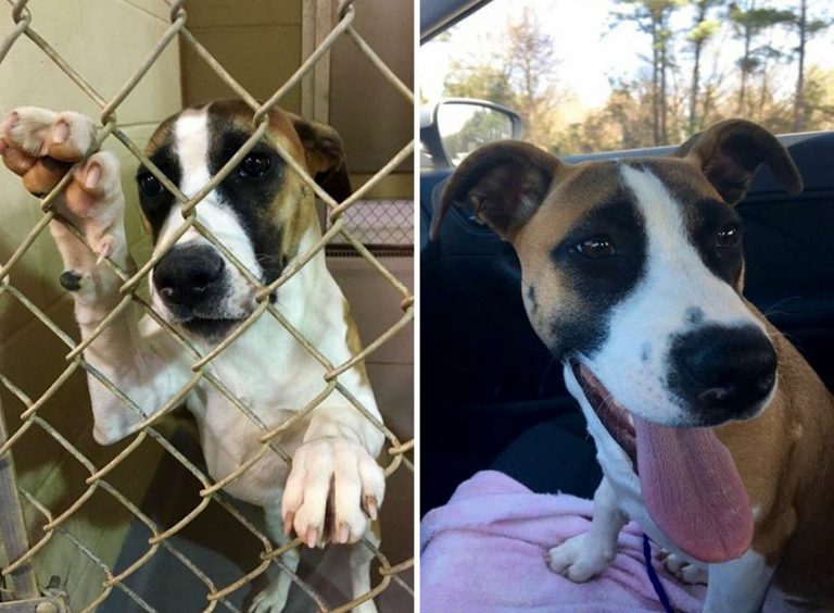 Heartwarming Photos Of Rescued Dogs Before & After Their Adoption