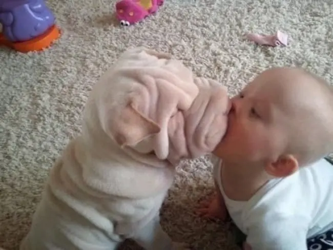 baby-kissing-shar-pei-pet-adorable-photos
