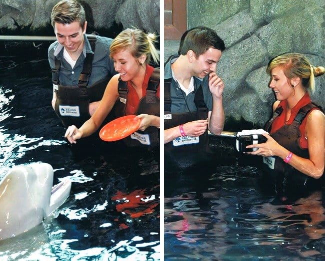 beluga-whale-brought-a-box-with-a-ring-creative-marriage-proposals