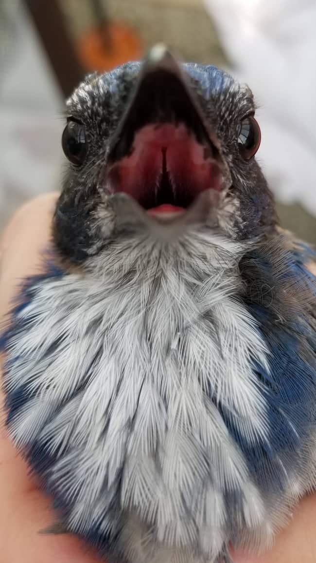 bird-picture-taken-seconds-before-it-bites-exciting-photos-taken-by-accident