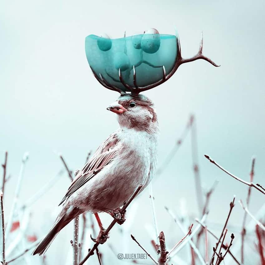 bird-with-antlers-bowl-of-water-marvelous-animal-photos