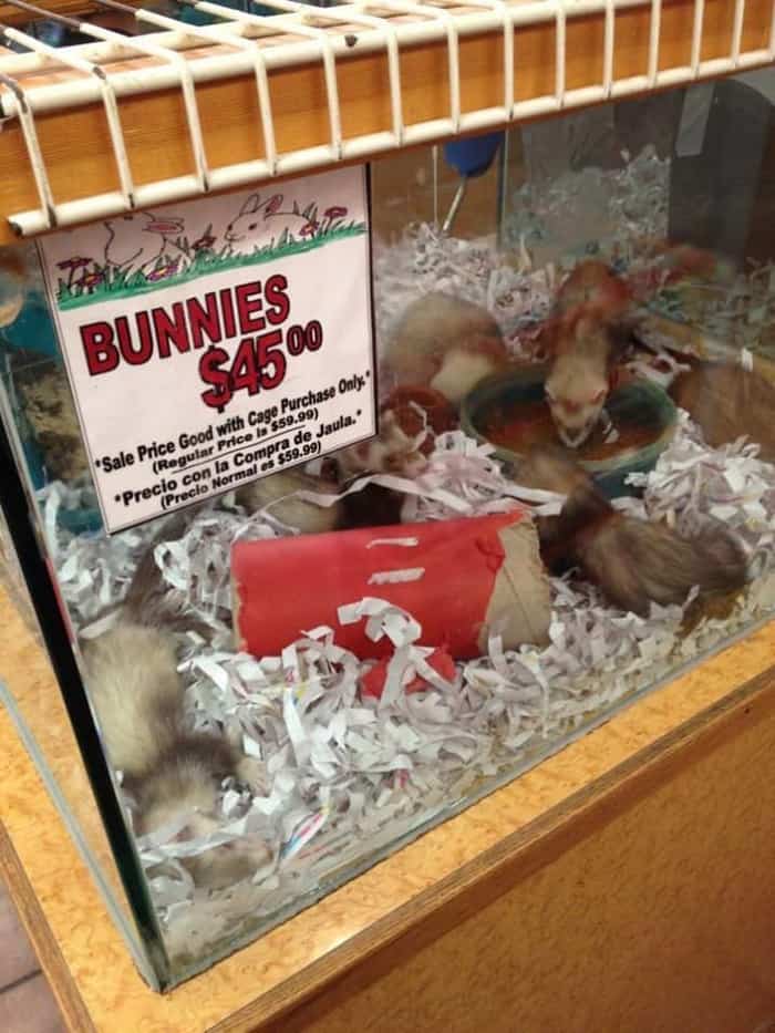 bunnies-for-sale-hilarious-following-simple-instructions