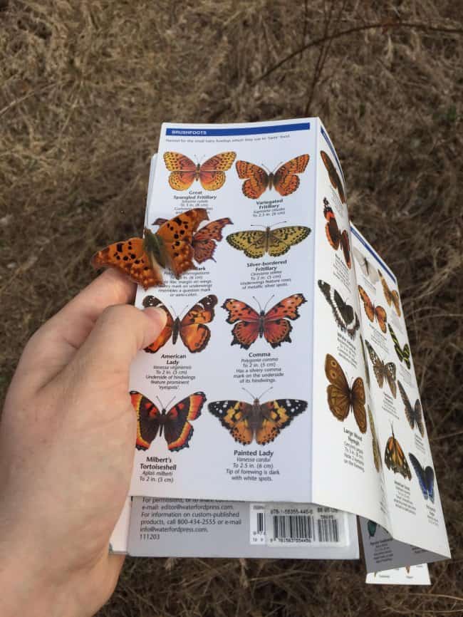 butterfly-lands-on-a-butterfly-catalog-extraordinary-things