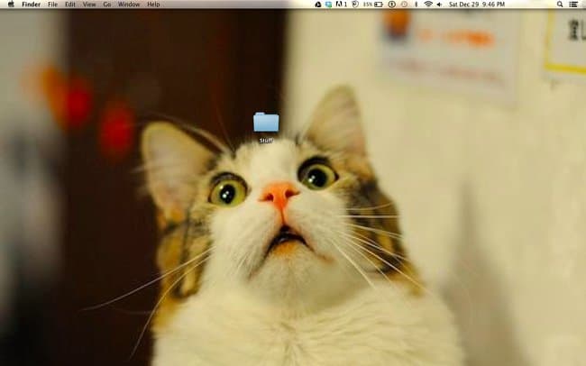 cat-amazed-by-a-single-folder-clever-desktop-wallpapers