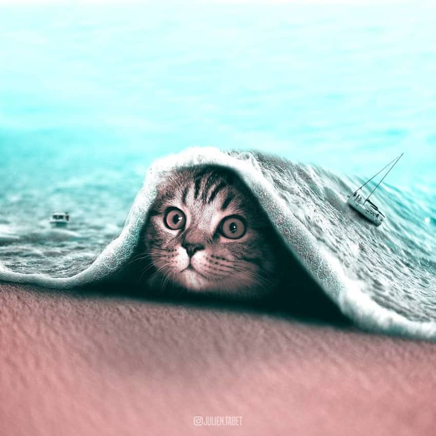 cat-covered-with-blanket-of-sea-marvelous-animal-photos