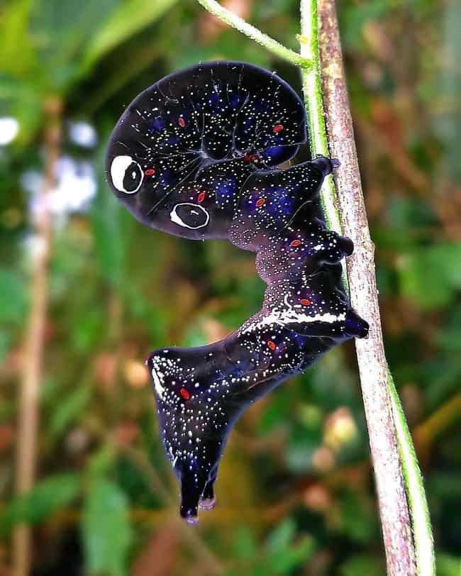 caterpillar-cosmic-colors-rare-things-pictures