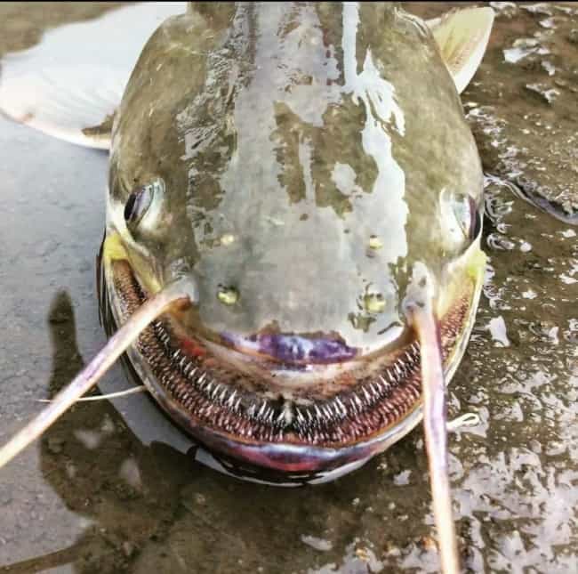 catfish-creepy-smile-scary-photos