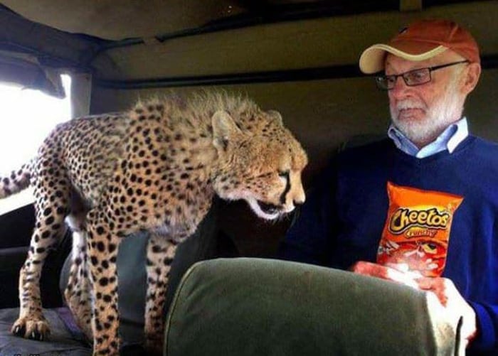 cheeta-attracted-to-cheetos-photos-what-happens-next