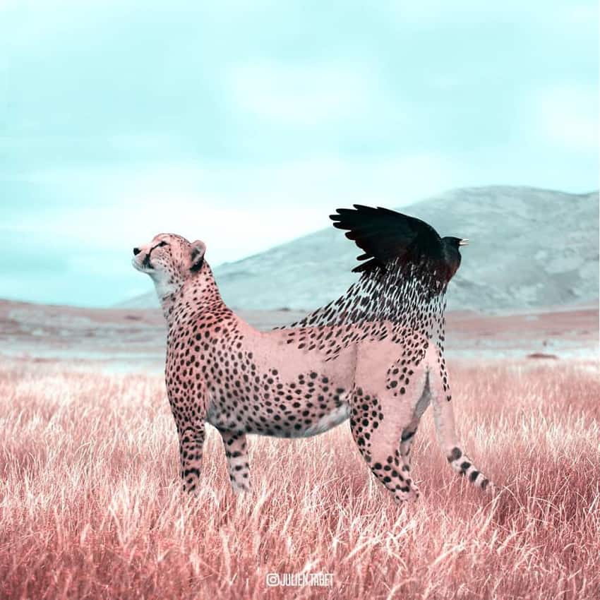 cheetah-spots-flying-away-marvelous-animal-photos