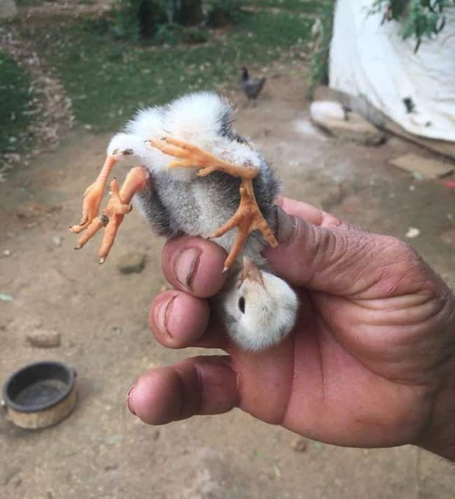 chick-with-4-legs-unbelievable-photos
