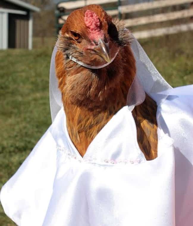 chicken-wearing-a-wedding-gown