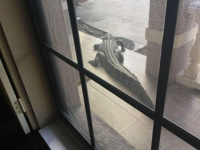 crocodile-on-the-porch-hilarious-excuses-for-being-late