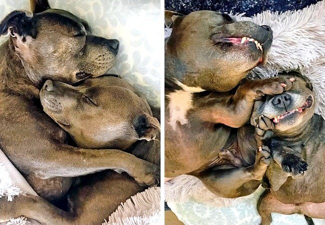 cuddling-dogs-expectation-reality-crazy-ways-to-get-a-perfect-photo