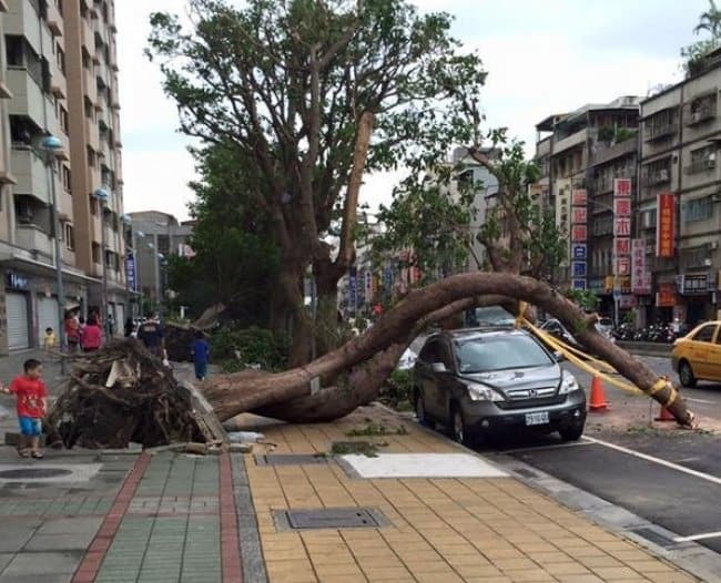 curved-tree-fallen-avoiding-a-car-extraordinary-things