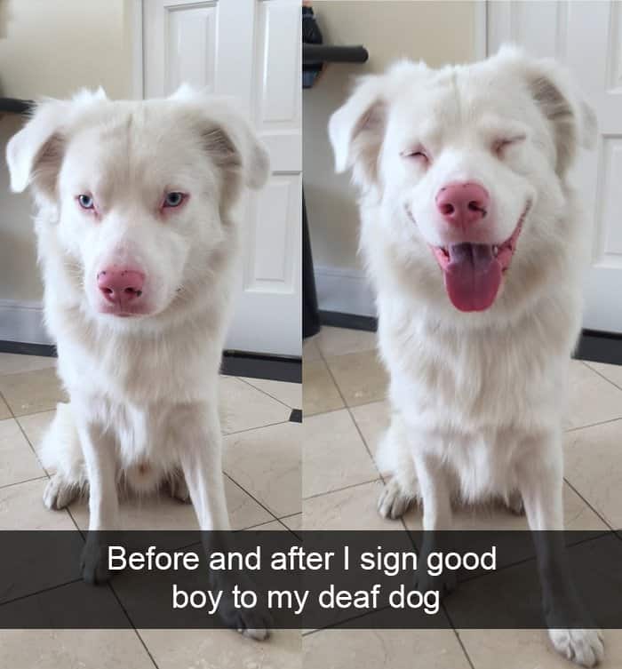 deaf-dog-reacts-to-being-praised-adorable-dog-snapchats