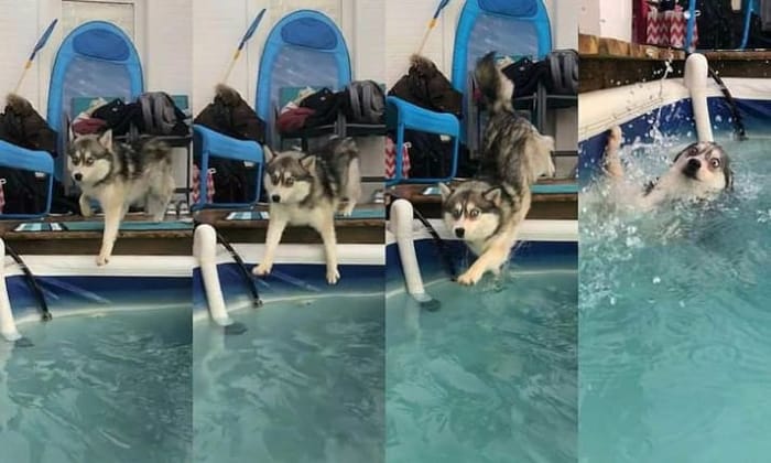 dog-falling-into-the-pool-cringeworthy-photos