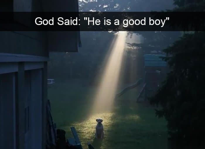 dog-is-a-good-boy-sign-from-heaven-adorable-dog-snapchats