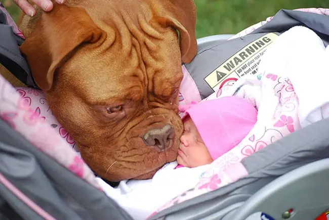 dog-meets-baby-for-the-first-time-adorable-photos