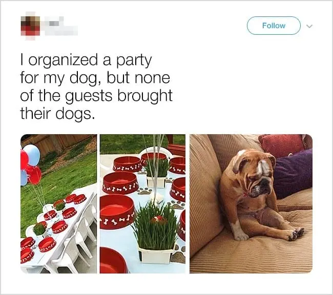 dog-party-without-dogs-hilarious-twist-ending