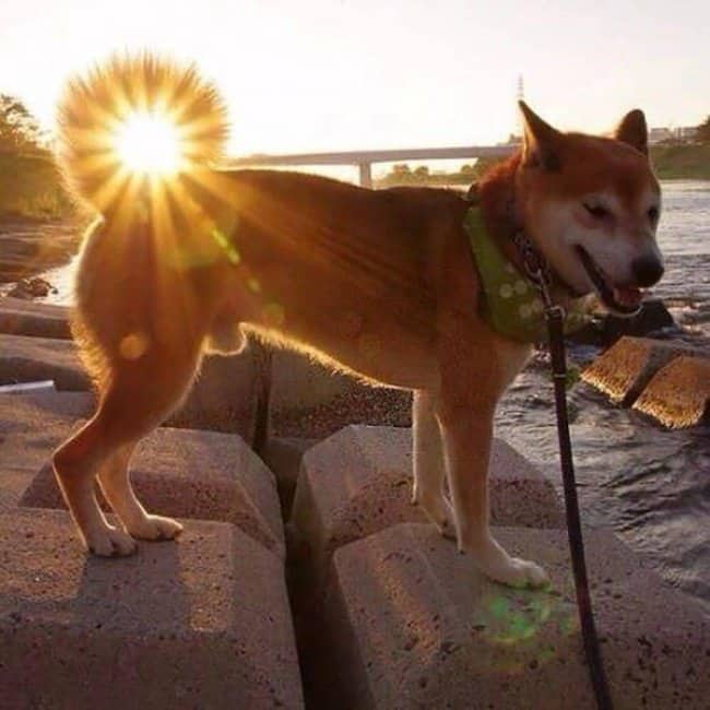 dog-tail-curls-around-the-sun-soul-satisfying-photos