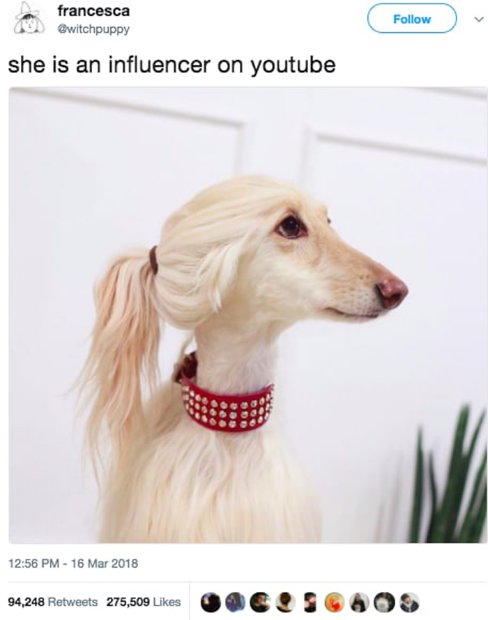 dog-youtube-star-hilarious-viral-tweets