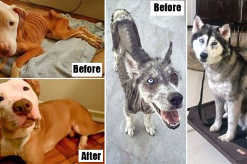 dogs before and after adoption
