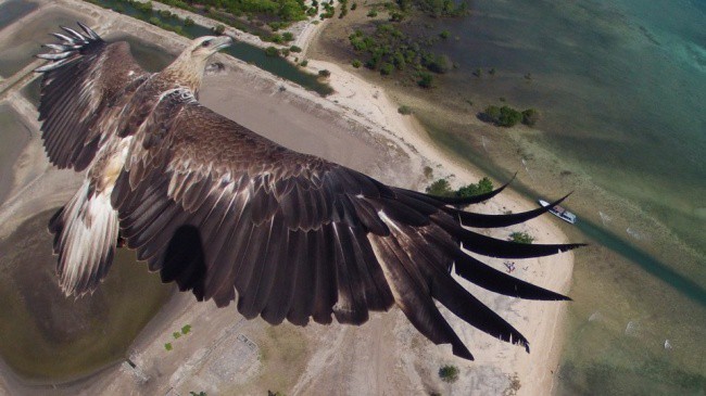 eagle-flies-over-a-national-park