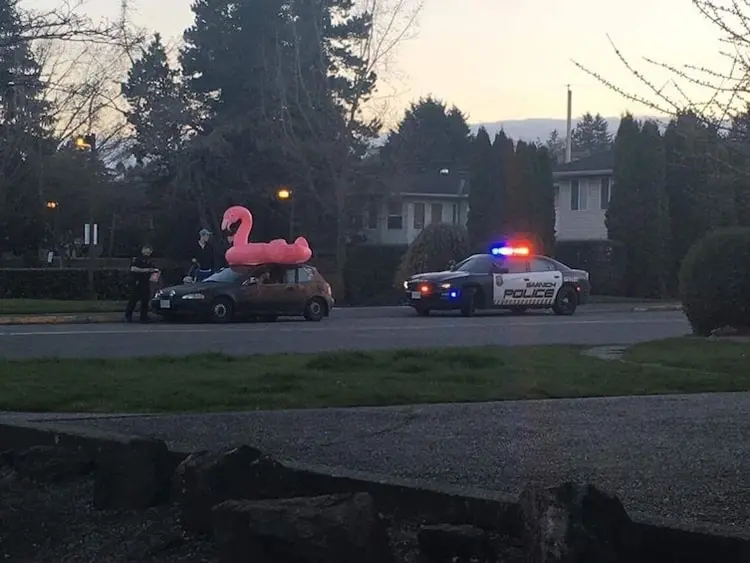 flamingo-pool-float-on-top-of-car-people-who-epically-failed