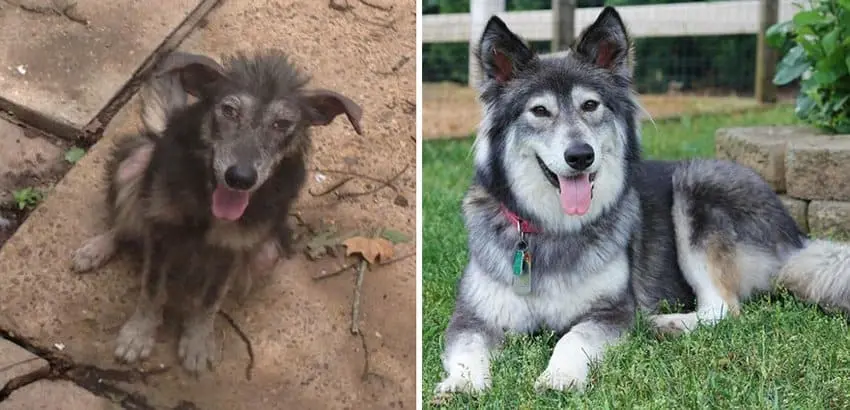 filthy-stray-dog-transformation-rescued-dogs