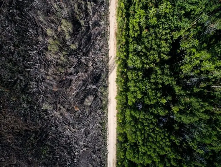 forest-fire-stopped-by-road-unbelievable-real-photos