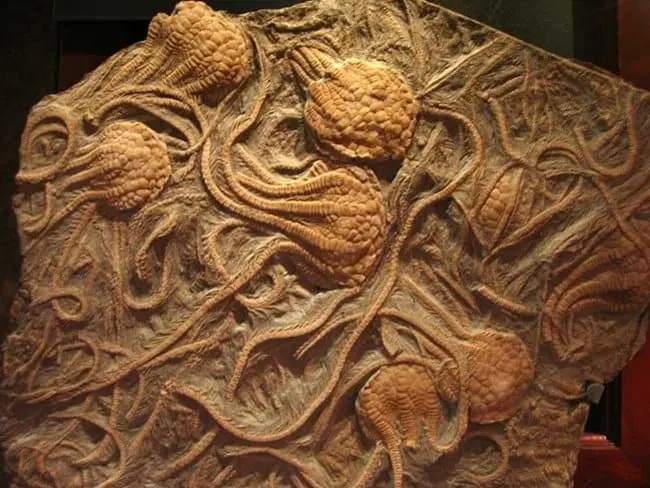 fossilized-crinoids-rare-things-pictures