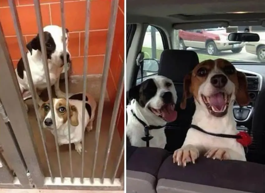 from-cage-to-cars-rescued-dogs