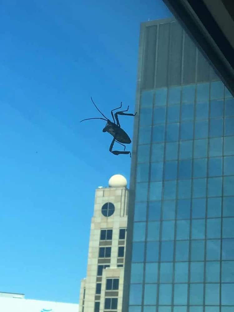 giant-grasshopper-in-a-windshield-unbelievable-real-photos