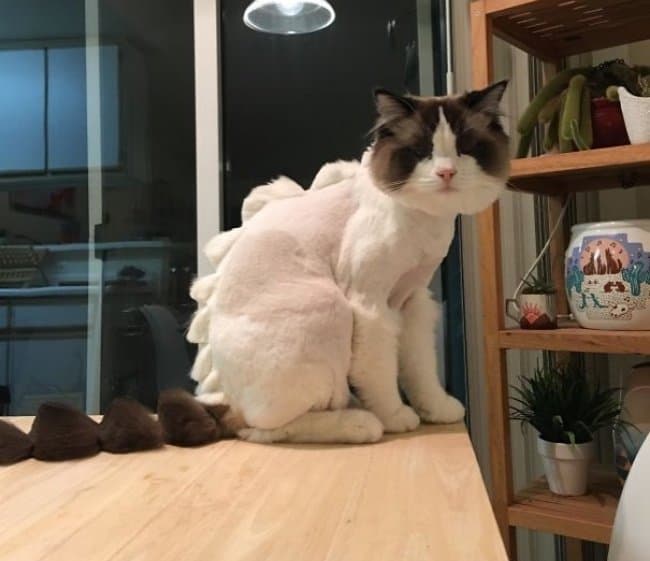 grooming-the-cat-hilarious-husbands