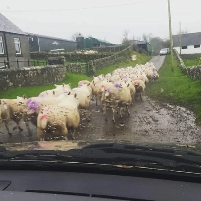 herd-of-sheeps-blocking-the-way-hilarious-excuses-for-being-late