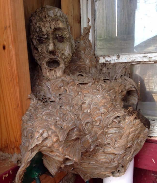 hornet-nest-fused-with-a-wooden-statue-scary-photos