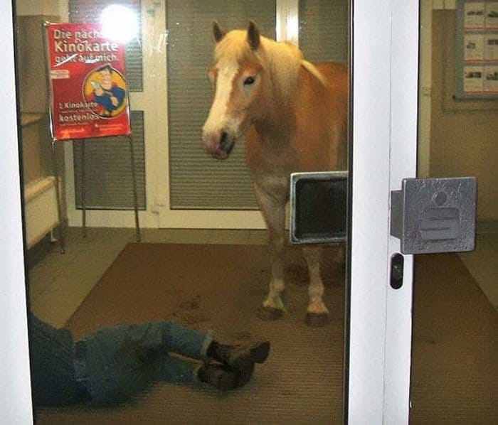 horse-looking-at-a-man-lying-on-the-floor-confusing-photos