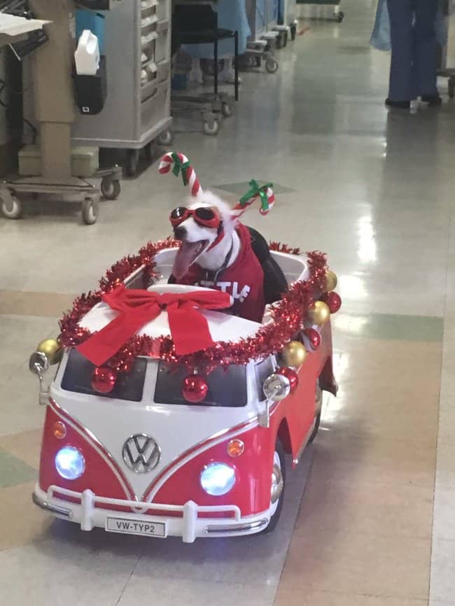 hospital-service-dog-makes-round-to-cheer-patients-heartwarming-photos