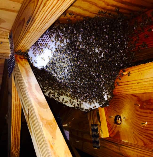 huge-beehive-in-the-attic-scary-photos