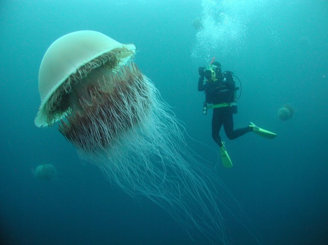 jellyfish-human-size-real-things-that-actually-exist