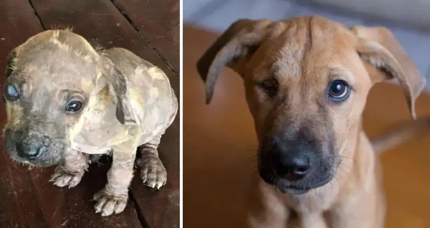 little-dog-found-in-mexico-transported-to-canada-rescued-dogs