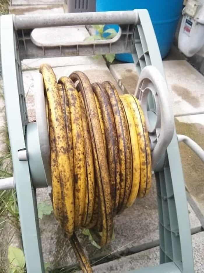 long-hose-looks-like-banana-tasty-looking-things