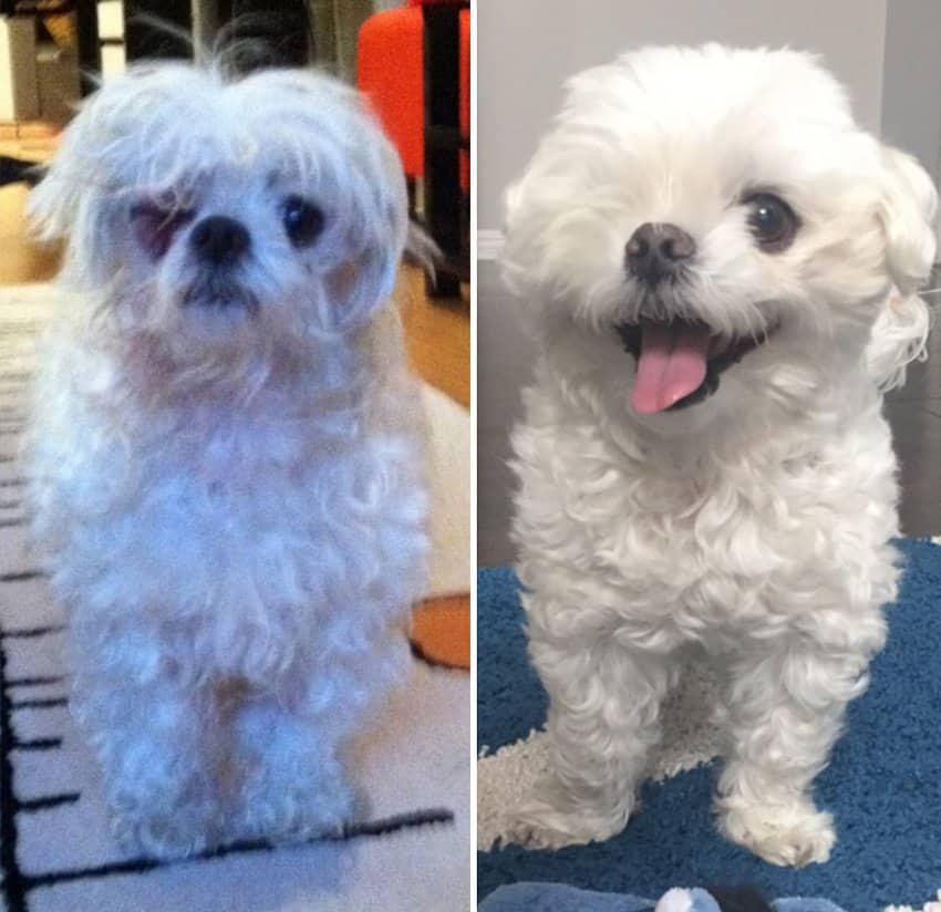 missing-left-eye-rescued-dogs